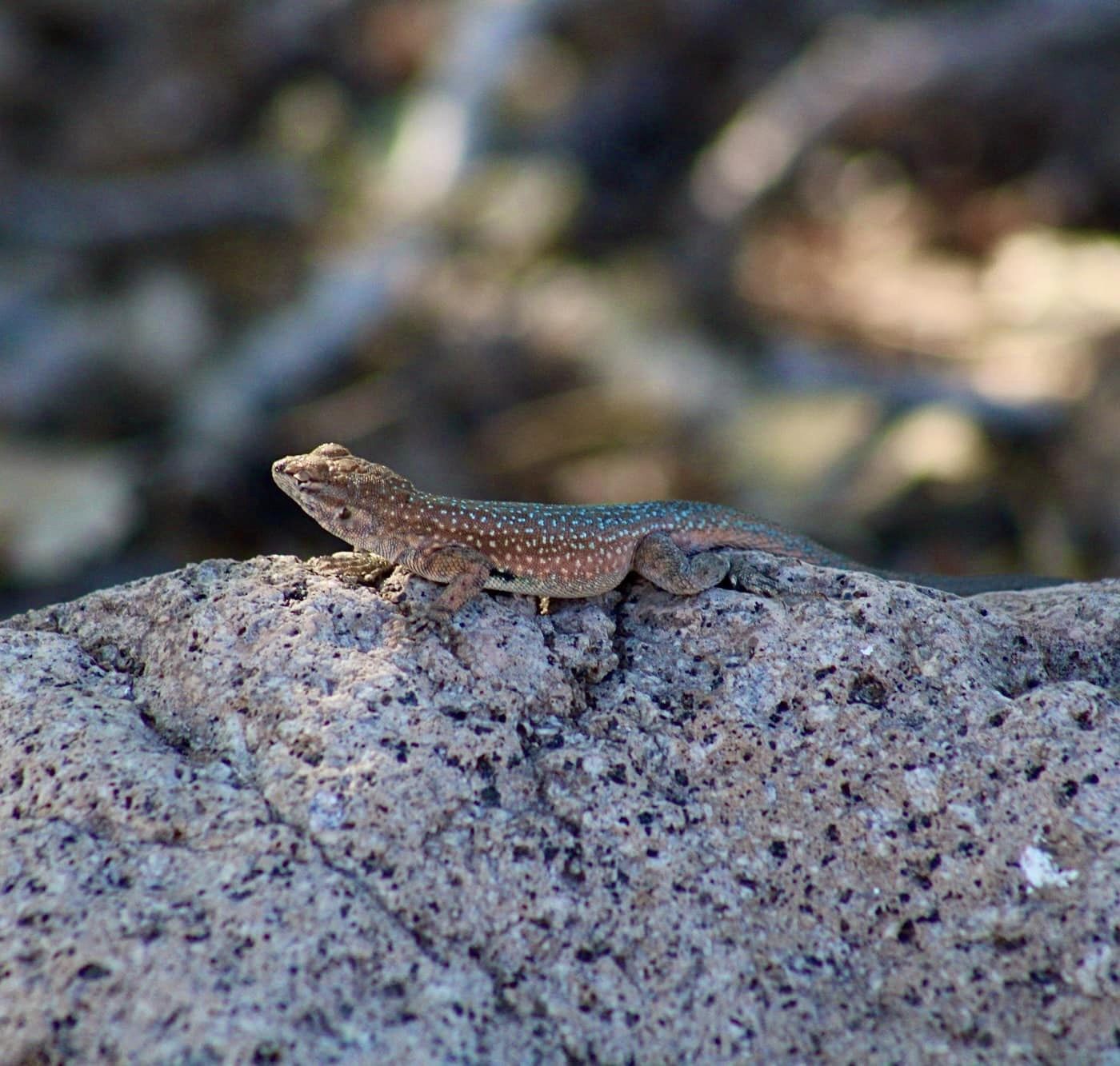 Side-blotched Lizard